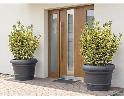 Scen med två växter i krukor framför en ytterdörr.