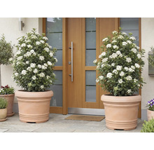 Två blommande Viburnum tinus-växter i terrakottakrukor framför en ytterdörr.