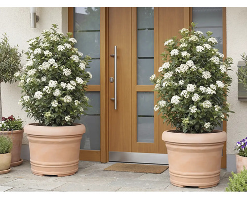 Två blommande Viburnum tinus-växter i terrakottakrukor framför en ytterdörr.