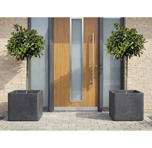 Dekorativa lövträd i fyrkantiga planteringar framför en ytterdörr