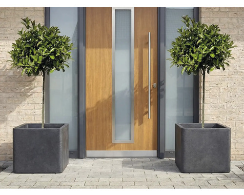 Dekorativa lövträd i fyrkantiga planteringar framför en ytterdörr