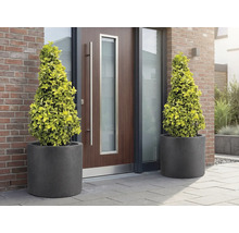 Två konformade träd i planteringskärl framför en ytterdörr