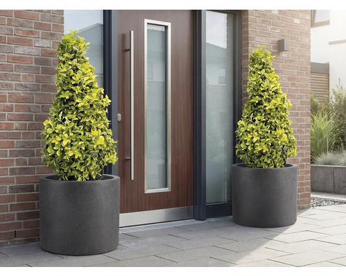 Två konformade träd i planteringskärl framför en ytterdörr