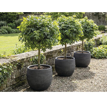 Tre klotformiga lönnar i planteringskärl i trädgården.