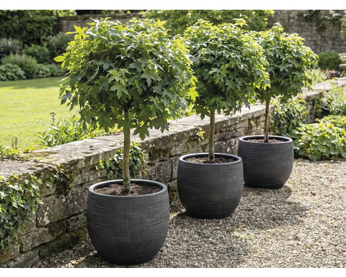 Tre klotformiga lönnar i planteringskärl i trädgården.