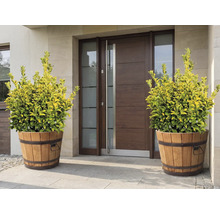 Dekorativa växter i träkar framför en ytterdörr