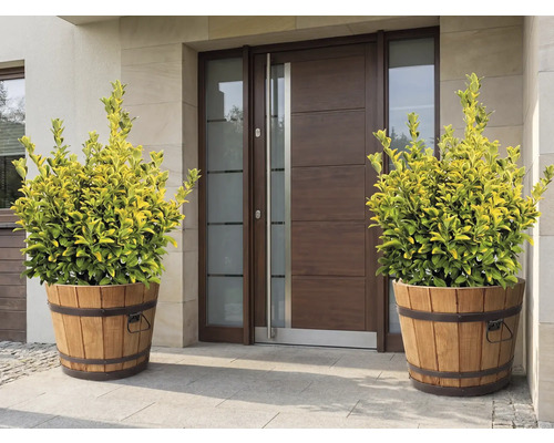 Dekorativa växter i träkar framför en ytterdörr