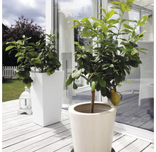 Två citronträd i dekorativa krukor på en ljus träterrass bredvid ett uterum.