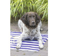 Münsterländerhund ligger på en randig strandmatta