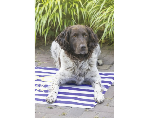 Münsterländerhund ligger på en randig strandmatta