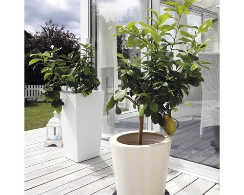 Två citronträd i krukor på en terrass