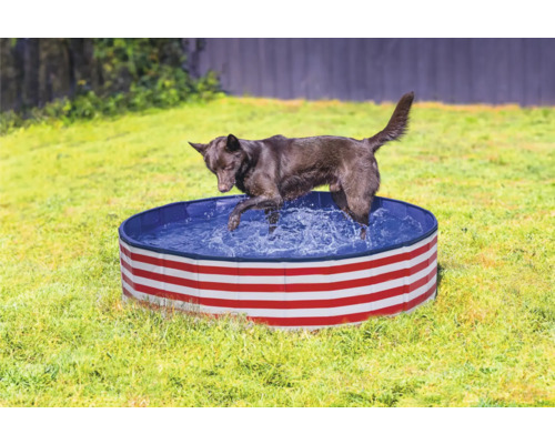 Hund i hundpool med randigt mönster