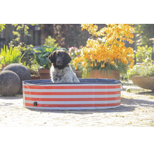 Hund i en röd-randig hundpool i trädgården