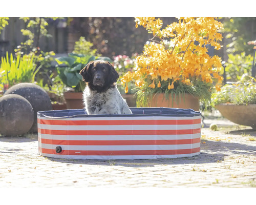 Hund i en röd-randig hundpool i trädgården
