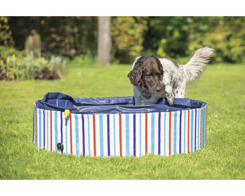 Hund som kliver ner i en randig hundpool på en gräsmatta