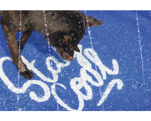 Hund dricker vatten från en pool