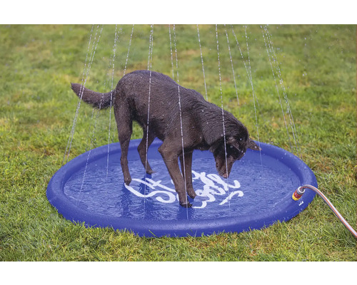 Hund står i en rund plaskdamm med vattenspridare på en gräsmatta