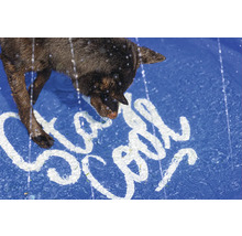 Hund dricker vatten från en pool