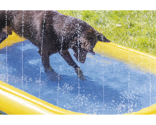 En hund plaskar i en gul pool.