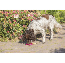 En hund äter godsaker från en matta i trädgården.
