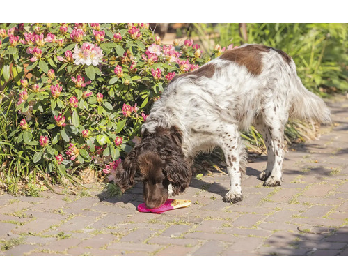 En hund äter godsaker från en matta i trädgården.