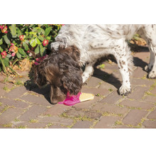 En hund sniffar på en rosa och gul sandal på en stensatt väg.