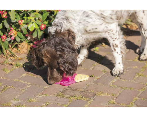 En hund sniffar på en rosa och gul sandal på en stensatt väg.