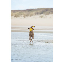 En hund springer på stranden med en gul leksak i munnen.
