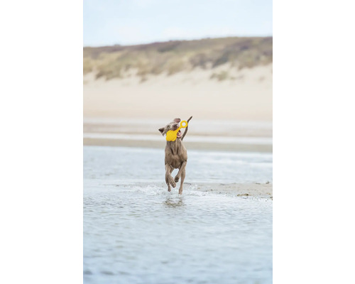 En hund springer på stranden med en gul leksak i munnen.
