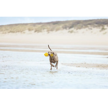 En hund med en gul leksak i munnen springer genom vattnet på stranden.