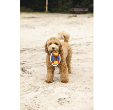 En lockig hund håller en leksak i form av en livboj i munnen