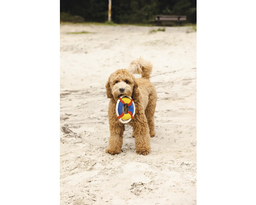 En lockig hund håller en leksak i form av en livboj i munnen
