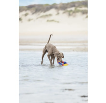 En hund står i vattnet och håller en lekring i munnen.