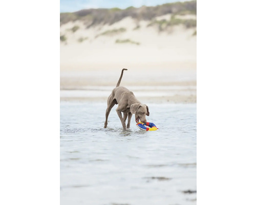 En hund står i vattnet och håller en lekring i munnen.