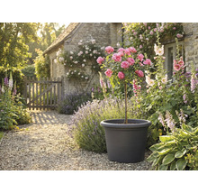 Dekorativ trädgårdsscen med rosenträd i planteringskärl, omgiven av blommor och växter