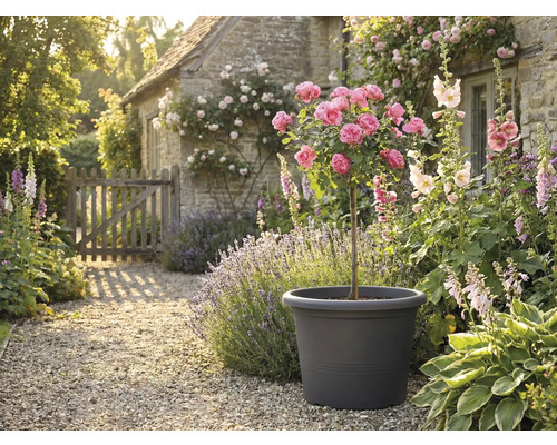 Dekorativ trädgårdsscen med rosenträd i planteringskärl, omgiven av blommor och växter