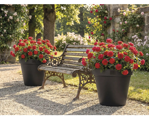 Trädgård med bänk och två blomkrukor med röda rosor