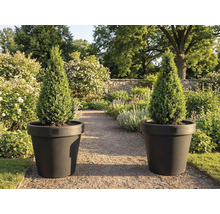 Två konformade cypresser i krukor i trädgården.