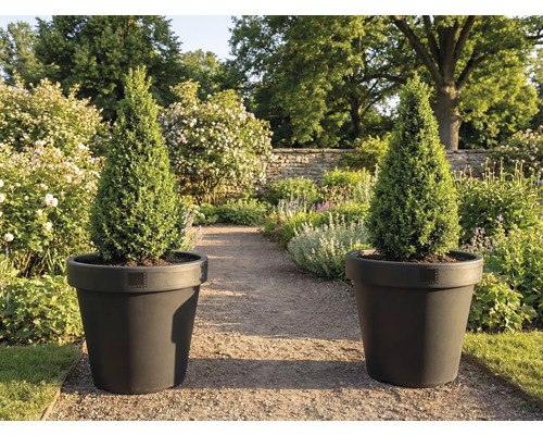 Två konformade cypresser i krukor i trädgården.