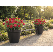 Trädgårdslandskap med rosor i krukor och en metallbänk