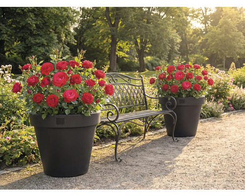 Trädgårdslandskap med rosor i krukor och en metallbänk