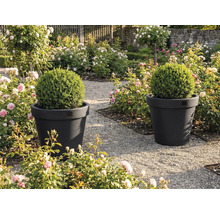 Två blomkrukor med buxbomsklot i en trädgård