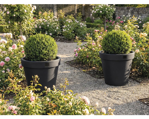 Två blomkrukor med buxbomsklot i en trädgård