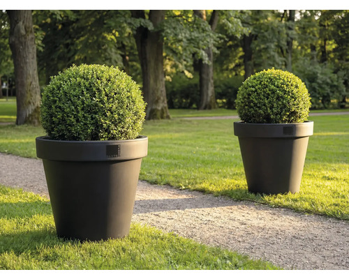 Två runda buxbom i planteringskärl på gräsmatta