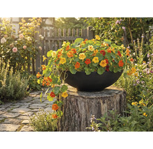 Fylld kruka med blomsterkrasse på trästubbe i trädgården