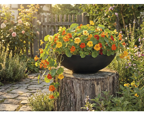 Fylld kruka med blomsterkrasse på trästubbe i trädgården
