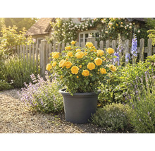 Gul ros i kruka i trädgården