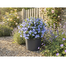 Blå blommor i en kruka i trädgården.