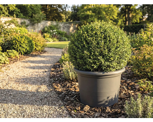 Trädgårdsutsikt med klotformig buxbom i planteringskärl