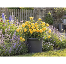 Gula rosor i en kruka, trädgårdsscen